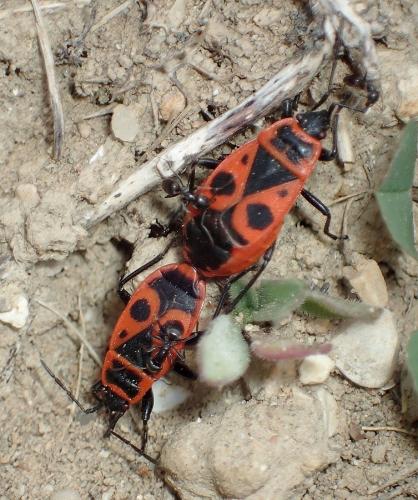 Pyrrhocoris apterus